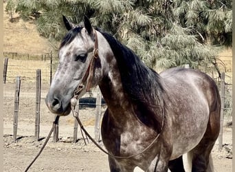 American Quarter Horse, Wałach, 6 lat, 150 cm, Siwa