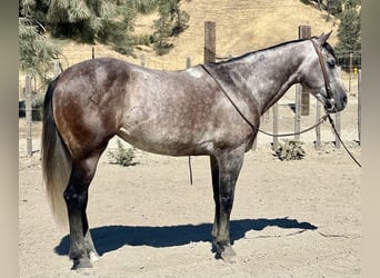 American Quarter Horse, Wałach, 6 lat, 150 cm, Siwa