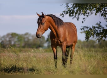 American Quarter Horse, Wałach, 6 lat, 151 cm, Gniada
