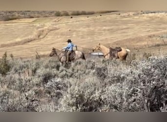 American Quarter Horse, Wałach, 6 lat, 152 cm, Bułana