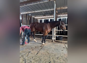 American Quarter Horse, Wałach, 6 lat, 152 cm, Ciemnogniada