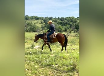 American Quarter Horse, Wałach, 6 lat, 152 cm, Ciemnogniada