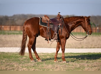 American Quarter Horse, Wałach, 6 lat, 152 cm, Ciemnokasztanowata