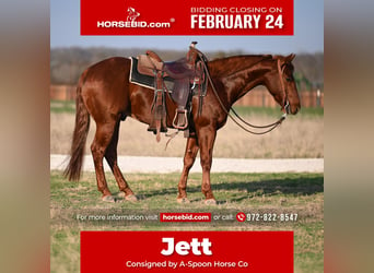 American Quarter Horse, Wałach, 6 lat, 152 cm, Ciemnokasztanowata