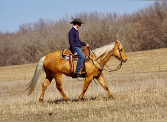 American Quarter Horse, Wałach, 6 lat, 152 cm, Izabelowata