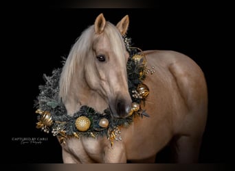 American Quarter Horse, Wałach, 6 lat, 152 cm, Izabelowata