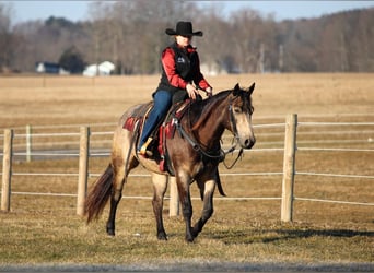 American Quarter Horse, Wałach, 6 lat, 152 cm, Jelenia