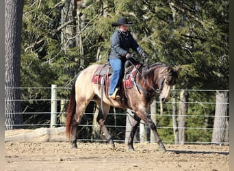 American Quarter Horse, Wałach, 6 lat, 152 cm, Jelenia