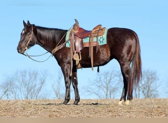 American Quarter Horse, Wałach, 6 lat, 152 cm, Kara