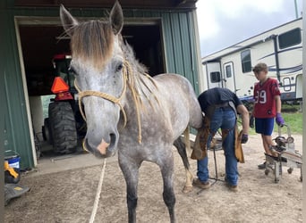 American Quarter Horse, Wałach, 6 lat, 152 cm, Siwa jabłkowita