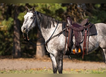 American Quarter Horse, Wałach, 6 lat, 152 cm, Siwa jabłkowita