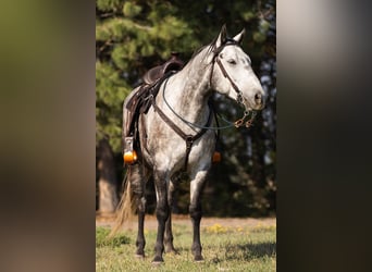 American Quarter Horse, Wałach, 6 lat, 152 cm, Siwa jabłkowita