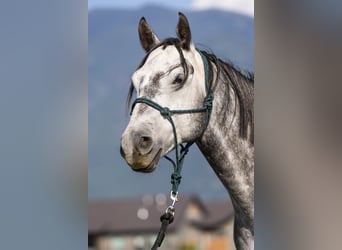 American Quarter Horse, Wałach, 6 lat, 152 cm, Siwa jabłkowita