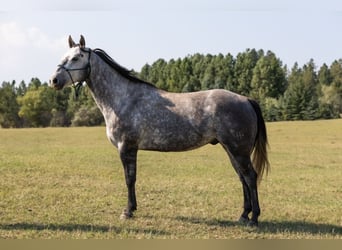 American Quarter Horse, Wałach, 6 lat, 152 cm, Siwa jabłkowita