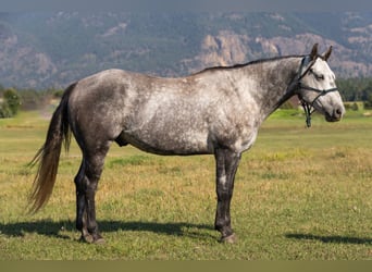 American Quarter Horse, Wałach, 6 lat, 152 cm, Siwa jabłkowita