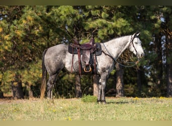 American Quarter Horse, Wałach, 6 lat, 152 cm, Siwa jabłkowita