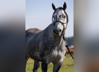 American Quarter Horse, Wałach, 6 lat, 152 cm, Siwa jabłkowita