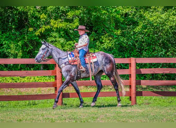 American Quarter Horse, Wałach, 6 lat, 152 cm, Siwa jabłkowita