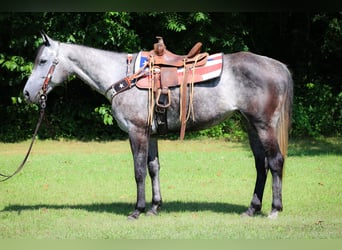 American Quarter Horse, Wałach, 6 lat, 152 cm, Siwa jabłkowita