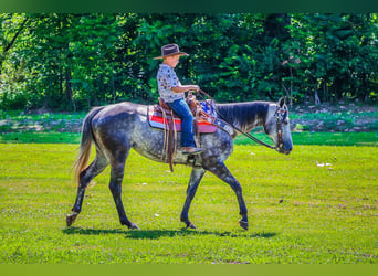 American Quarter Horse, Wałach, 6 lat, 152 cm, Siwa jabłkowita