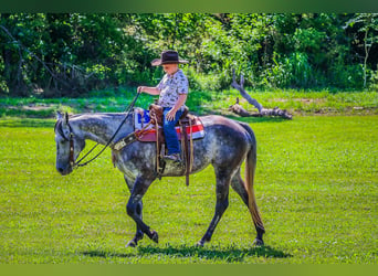 American Quarter Horse, Wałach, 6 lat, 152 cm, Siwa jabłkowita