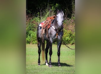 American Quarter Horse, Wałach, 6 lat, 152 cm, Siwa jabłkowita