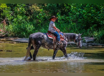 American Quarter Horse, Wałach, 6 lat, 152 cm, Siwa jabłkowita