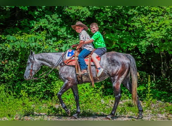 American Quarter Horse, Wałach, 6 lat, 152 cm, Siwa jabłkowita