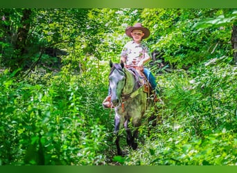 American Quarter Horse, Wałach, 6 lat, 152 cm, Siwa jabłkowita