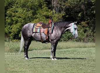 American Quarter Horse, Wałach, 6 lat, 152 cm, Siwa jabłkowita