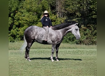 American Quarter Horse, Wałach, 6 lat, 152 cm, Siwa jabłkowita