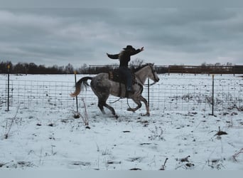 American Quarter Horse, Wałach, 6 lat, 152 cm, Siwa