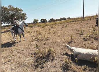 American Quarter Horse, Wałach, 6 lat, 152 cm, Siwa