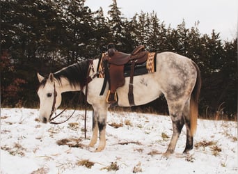 American Quarter Horse, Wałach, 6 lat, 152 cm, Siwa