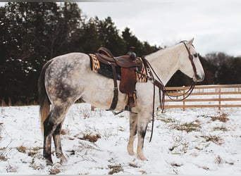 American Quarter Horse, Wałach, 6 lat, 152 cm, Siwa