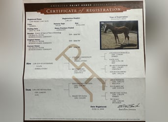 American Quarter Horse, Wałach, 6 lat, 153 cm, Kasztanowata