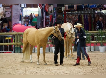 American Quarter Horse, Wałach, 6 lat, 154 cm, Izabelowata