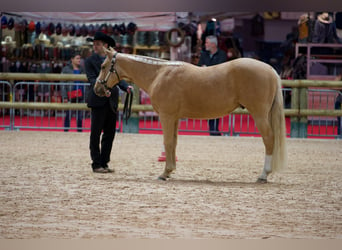 American Quarter Horse, Wałach, 6 lat, 154 cm, Izabelowata