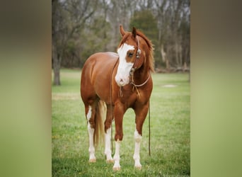 American Quarter Horse, Wałach, 6 lat, 155 cm, Ciemnokasztanowata