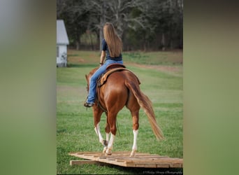 American Quarter Horse, Wałach, 6 lat, 155 cm, Ciemnokasztanowata