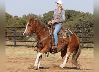 American Quarter Horse, Wałach, 6 lat, 155 cm, Ciemnokasztanowata