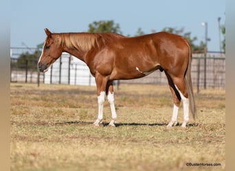 American Quarter Horse, Wałach, 6 lat, 155 cm, Ciemnokasztanowata