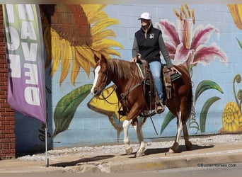 American Quarter Horse, Wałach, 6 lat, 155 cm, Ciemnokasztanowata