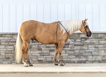 American Quarter Horse, Wałach, 6 lat, 155 cm, Izabelowata