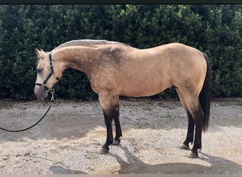 American Quarter Horse, Wałach, 6 lat, 155 cm, Jelenia