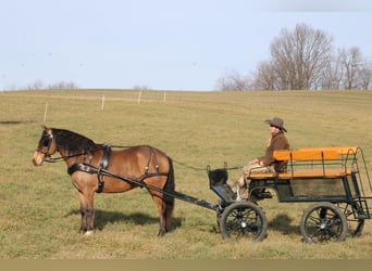 American Quarter Horse Mix, Wałach, 6 lat, 155 cm, Jelenia