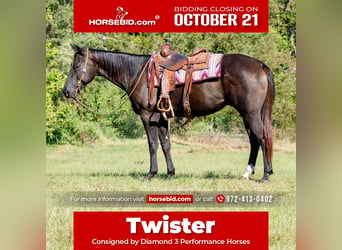 American Quarter Horse, Wałach, 6 lat, 155 cm, Kara