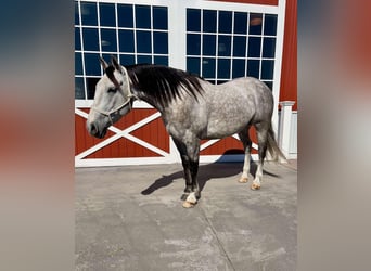 American Quarter Horse, Wałach, 6 lat, 155 cm, Siwa jabłkowita