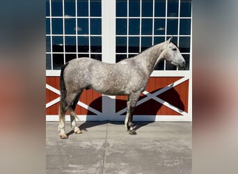 American Quarter Horse, Wałach, 6 lat, 155 cm, Siwa jabłkowita