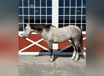 American Quarter Horse, Wałach, 6 lat, 155 cm, Siwa jabłkowita